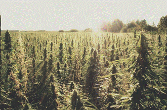 hemp 14